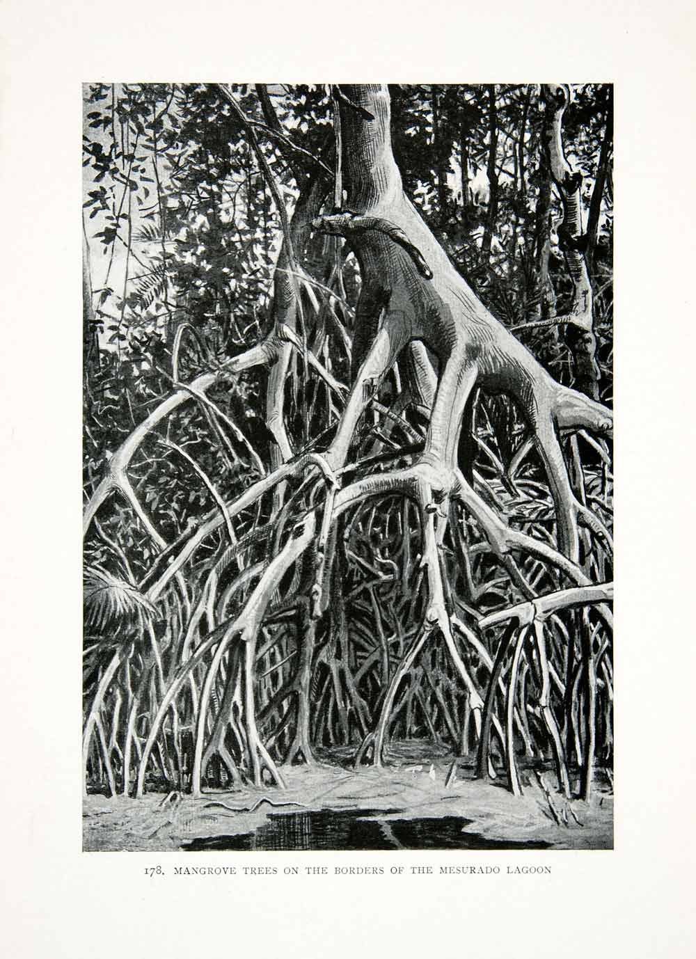 a 1906 illustration of a mangrove